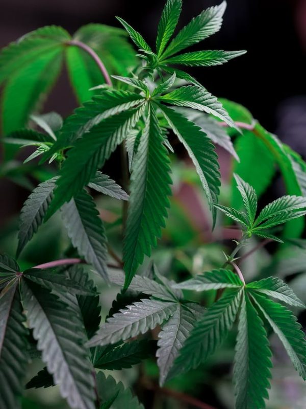 Cannabis et Sommeil : Trouver la Voie vers un Meilleur Repos